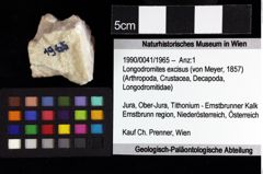 Foto (Objket + Etiketten) von Longodromites excisus (von Meyer, 1857) 